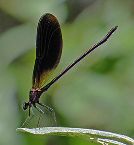 Dragonflies+ in Madrid & Extremadura: June 2014 Trip Report  (Part 1)